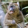 SATOCT28MADAGASCAR Ranomafana National Park Madagascar ; text by Daniel Scott Credit:?Daniel Scott ONE TIME TRAVELLER USE ONLY YOUNG GREATER BAMBOO LEMUR