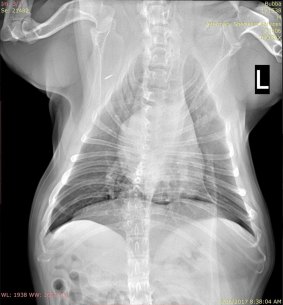 This X-ray shows the spine of a pug with severe problems. Image courtesy of Professor Philip Moses University of Queensland.