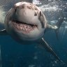 Eyre Peninsula’s sharks will leave you breathless