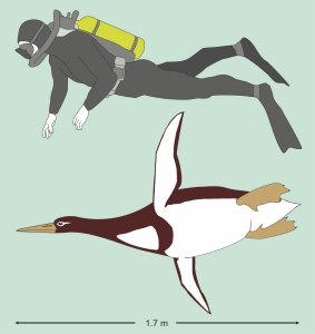 An ancient giant penguin Kumimanu biceae and a human being. 