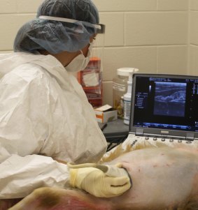 Sarah Kohn performs an ultrasound on a pregnant rhesus macaque monkey infected with the Zika virus at the University of Wisconsin-Madison, US. Rhesus macaque monkeys make a good model for studying how Zika infects people.