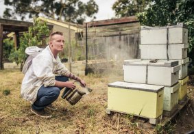 Canberra Urban Honey director Mitchell Pearce with some of his bees in the backyard of a hive host in Aranda.  