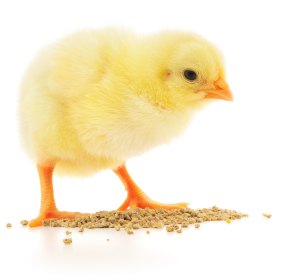 A baby chick, yesterday. 