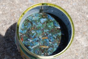 A bucket of blue-green algae from the Wanniassa end of Lake Tuggeranong.