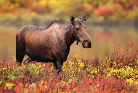 An adult female moose grazing amid autumn foliage
by the Dempster Highway.