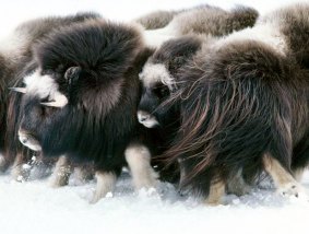 A herd of musk oxen in the Arctic Refuge. Environmentalists welcome  Barack Obama's intent to protect the region in which animals like these live. 