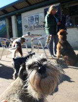 Jacqueline McKenzie likes to visit Cafe Bones in Leichardt, and let her dog run around Hawthorne Canal Reserve.