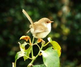 This little girl, a female fairy wren appeared like a flower bud atop this bush. 