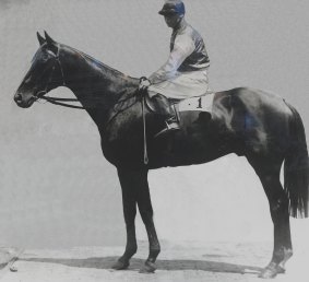 Fine steed: 1920 Melbourne Cup and 1917 Summer Cup winner Poitrel.