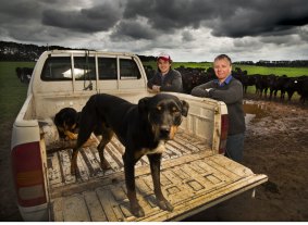 Western District cattle producers Max Gubbins and his father Mark Gubbins in one of their paddocks with Jock the cattle dog.