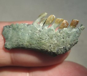 The teeth mark the new species as a herbivore, which is unusual for such an early theropod.