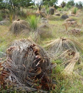 Grass trees dying en masse at Geary's Gap near Lake George.