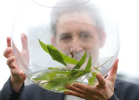 World renowned physicist and World Science Festival founder Brian Greene with Queensland's newest spider Dolomedes briangreenei.