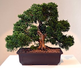 Bonsai/Print: Chinese Juniper, Megalo.