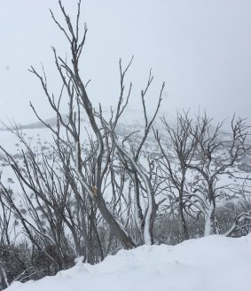 Branches nod beneath the weight of a  new fall in the Snowy Mountains.