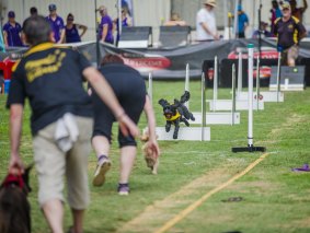 Flyball at the Royal Canberra Show on Saturday.