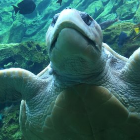 Sea turtles have an extraordinary ability to navigate the oceans.