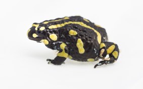 The pattern on each corroboree frog is unique.