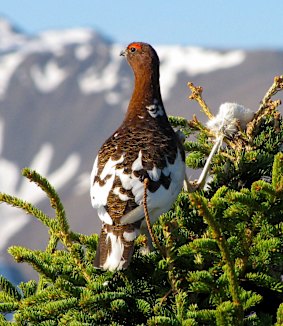 Ptarmigan, Alaska's national bird.