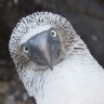 Galapagos Islands wildlife: Like nothing else in this world