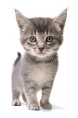 gumtree kittens free to good home