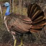 Giant flying turkeys once roamed Australia, Flinders University research confirms