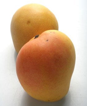 Kensington Prides: Exports currently make up only a tiny proportion of the Australian mango market.