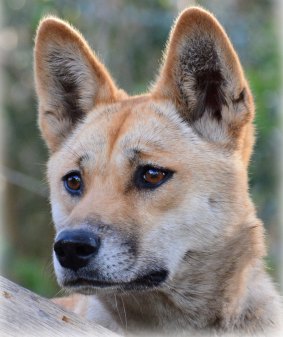 Lost Puppy Found in Australia Is Actually Rare Dingo, DNA Test