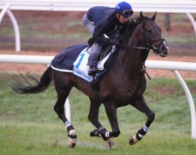 Melbourne Cup favourite Fame Game is put through his paces by Zac Purton at Werribee Racecourse.