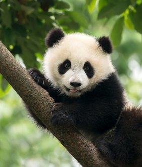 A giant panda cub in the Chengdu area of China.