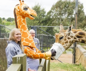 Abby Bishop, left, and Lauren Jackson are overshadowed by the Capitals’ new giraffe mascot as ‘‘she’’ feeds Hummer, a real giraffe, at the National Zoo & Aquarium on Monday.