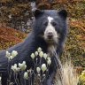 Although Paddington famously hailed from "darkest Peru", you can find spectacled bears throughout the Andes mountain range in South America.