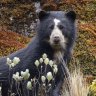 Imbabura province, Ecuador: Where to find the spectacled bears of South America