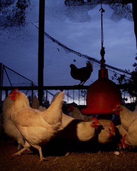 50 chickens died after a worker fell asleep at work following Melbourne Cup Day drinks.