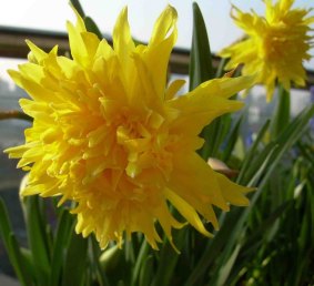The Rip Van Winkle daffodil is the variety planted at the homestead site at Uriarra.