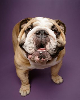 With the English bulldog, breeders have "created a dog that basically has been bred into a corner."