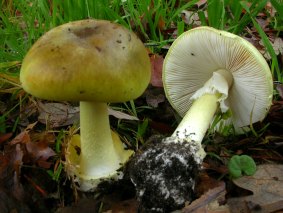 Death cap mushrooms are common in Canberra. They have white gills, a greenish cap and a skirt-like hanging ring on the stem.