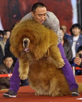 At the peak of the mastiff mania, some breeders pumped them with silicone. Not that we're saying that's what happened with this beauty contest entrant.