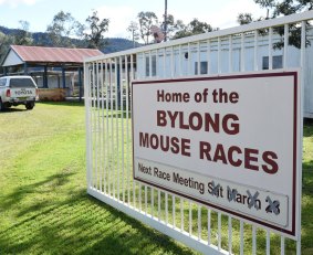 Mouse races are a tourist institution in the Bylong Valley.