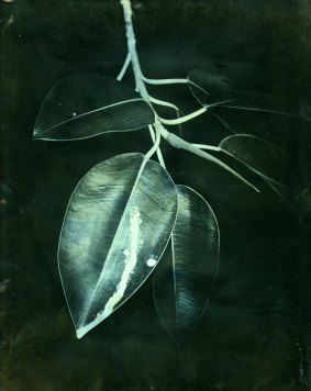James Tylor, <i>Terra Botanica I (grevillea banksii)</i>, Tarrawarra Biennial 2016