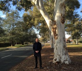 Capital Metro Minister Simon Corbell with brittle gum trees on Captain Cook Crescent in Griffith.