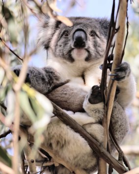 One of the island's 3000 resident koalas.
