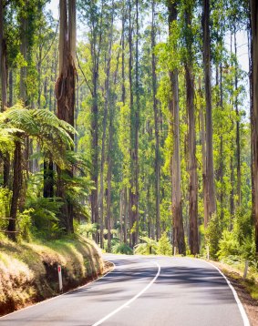 Towering trees and tree ferns in the forest along the Black Spur in the Yarra Valley.