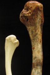 Comparison of the brush turkey humerus (upper wing bone) with that of extinct species Latagalliana naracoortensis.