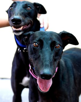 Sydney Dog and Cats Home in Carlton is moving for the first time since it set up in 1949. 