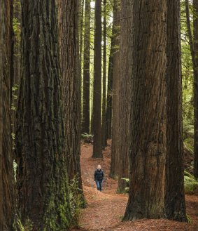 Towering redwoods.