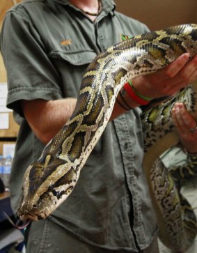 A Burmese python – don't forget to double-bag it.