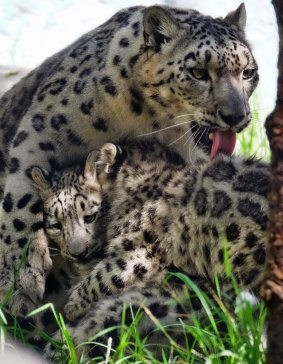 Endangered snow leopard mother Georgina grooms one of her twin cubs in their enclosure at the Los Angeles Zoo.