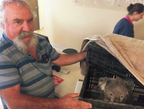 The Orrs have been farming oysters at Wapengo Lake for five years. This was their first sighting of a koala in the wild.