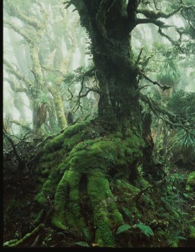 Peter Dombrovskis, Myrtle Tree in rainforest at Mount Anne, south-west Tasmania.